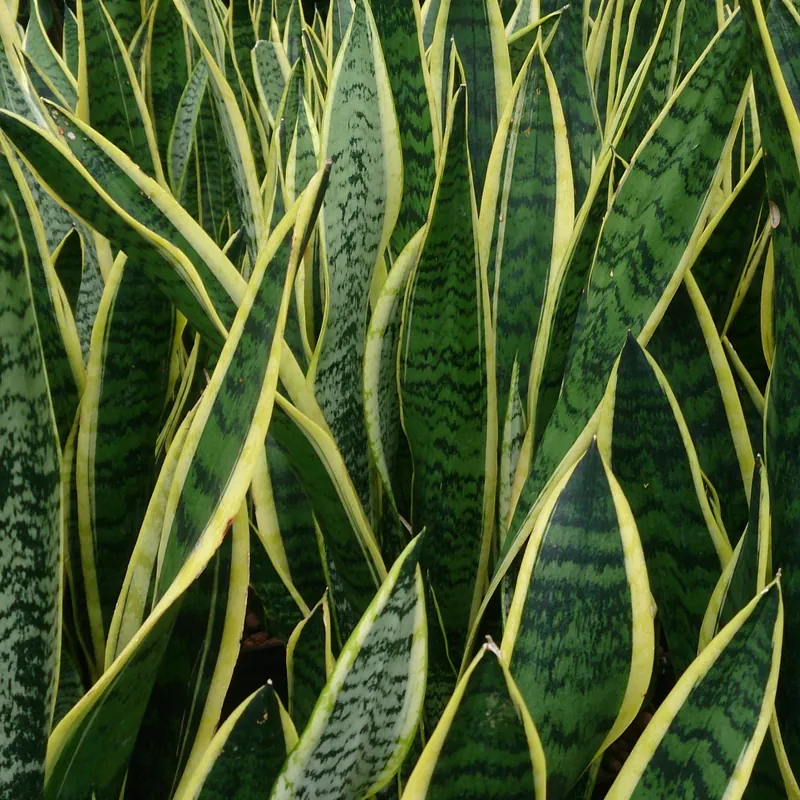 Sansevieria Laurentii