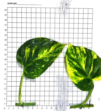 Pothos Hawaiian leaf-and-eye cutting on the measuring grid