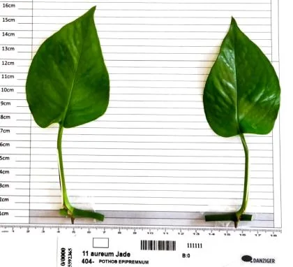 Pothos Jade cutting on the measuring grid