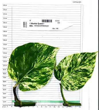 Pothos Marble Queen cutting on the measuring grid