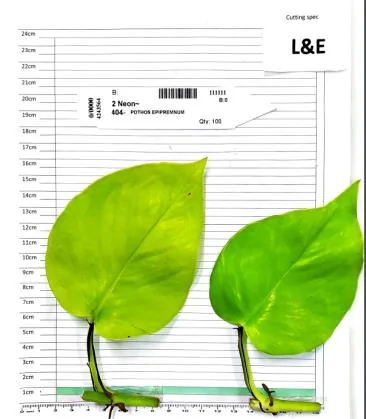 Pothos Neon cutting on the measuring grid