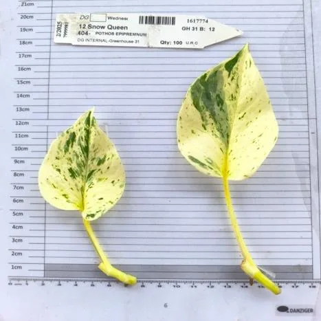 Pothos Snow Queen cutting on the measuring grid