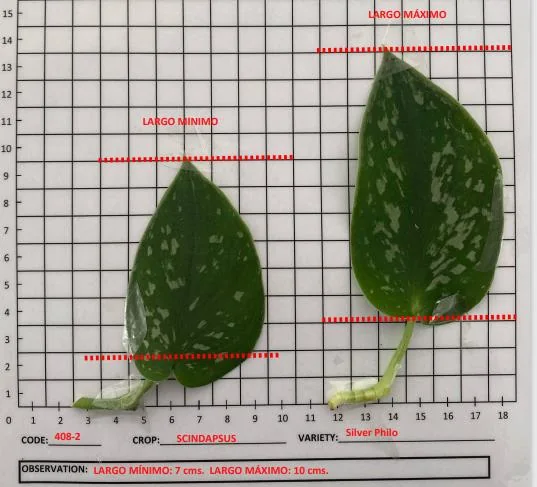 Satin Pothos Philo cutting on the measuring grid
