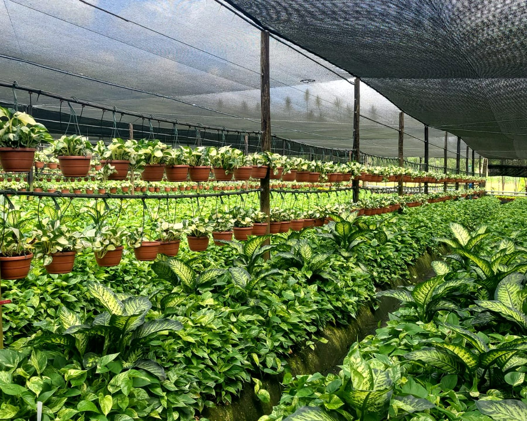 Rows of foliage stock beds and hanging baskets inside a Broton Verde shadehouse