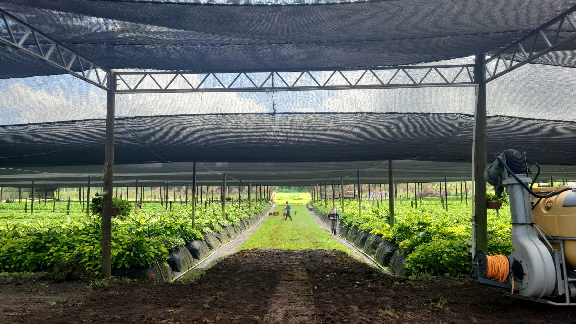 A long shadehouse aisle with foliage stock beds on both sides